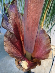 Amorphophallus konjac