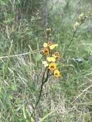 Diuris semilunulata