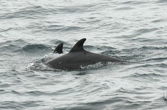 Tursiops truncatus