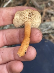 Lactarius rubidus