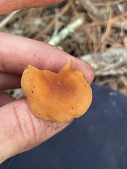 Lactarius rubidus
