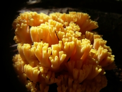 Ramaria flava