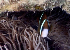 Amphiprion akindynos