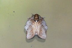 Liparopsis postalbida
