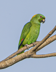 Amazona auropalliata