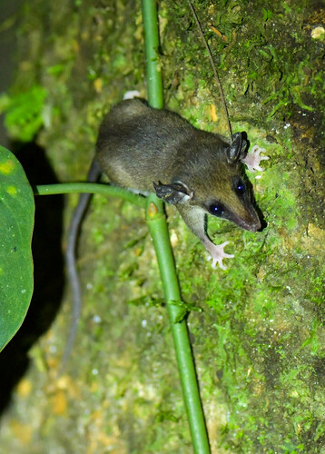 Cordillera Slender Opossum (Marmosops chucha) — Data Deficient Mammalia