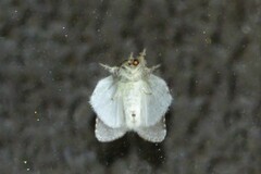 Liparopsis postalbida