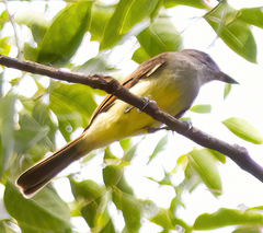 Myiarchus tuberculifer