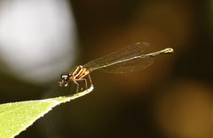 Nososticta solida