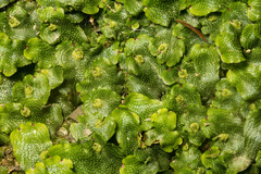 Marchantia polymorpha