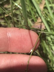Cardamine paucijuga