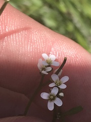 Cardamine paucijuga