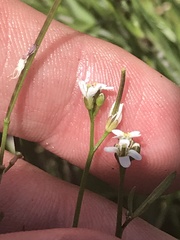 Cardamine paucijuga