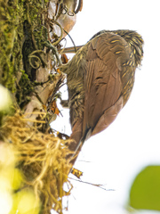 Xiphorhynchus flavigaster