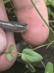 Cardamine paucijuga