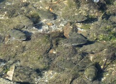 Tetractenos hamiltoni