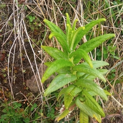 Calceolaria crenata
