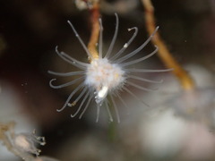 Ectopleura marina