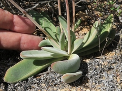Crassula subacaulis subacaulis