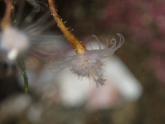 Ectopleura marina