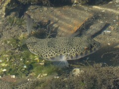 Tetractenos hamiltoni