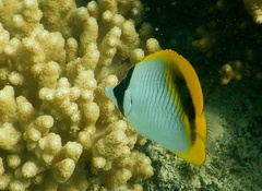 Chaetodon lineolatus