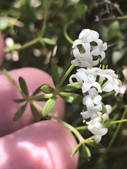 Asperula gunnii