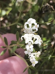 Asperula gunnii