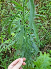 Erigeron sumatrensis