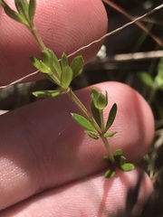 Asperula gunnii