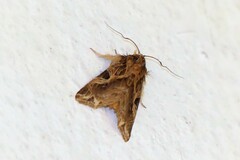 Callopistria flavitincta