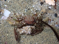 Petrolisthes manimaculis