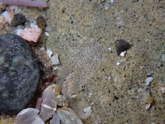 Enchiridium punctatum