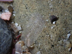 Enchiridium punctatum
