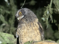 Megascops albogularis