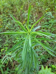 Erigeron sumatrensis