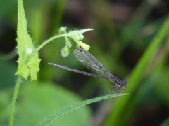 Argia translata