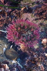 Urticina clandestina