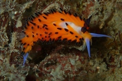 Favorinus tsuruganus