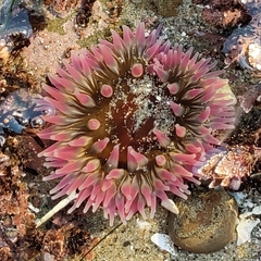 Urticina clandestina