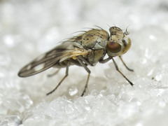 Neoscatella bicolor