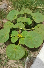 Ibicella lutea