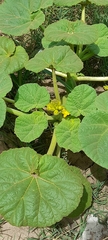 Ibicella lutea