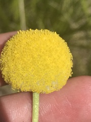 Craspedia aurantia jamesii