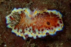 Goniobranchus collingwoodi