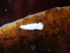 Aegires albopunctatus