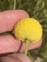 Craspedia aurantia jamesii