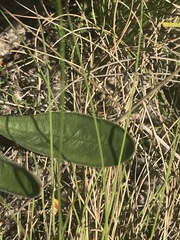 Craspedia aurantia jamesii
