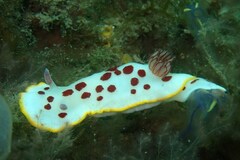 Goniobranchus splendidus