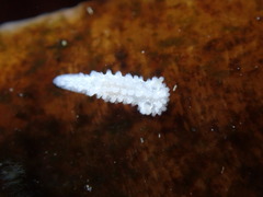 Aegires albopunctatus